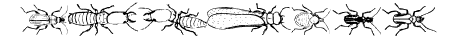 InsectsMK