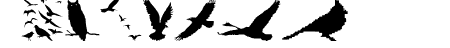 BirdsAndFriends