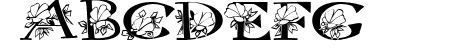 Hybrid Hibiscus