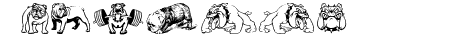 English Bulldog