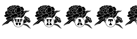 Carnation Mono Split