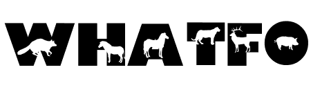 Animally Display