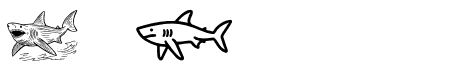 Shark Regular