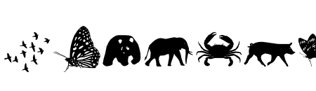 Hai Butterfly Animal
