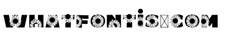 SUNFLOWER LIGHT Bold